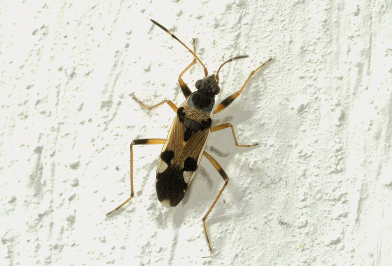 Lygaeidae: Beosus quadripunctatus